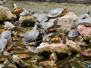 The yellow-bellied slider (Trachemys scripta scripta) is a subspecies of the pond slider, a semiaquatic turtle belonging to the family Emydidae, native to US. Athens, Greece