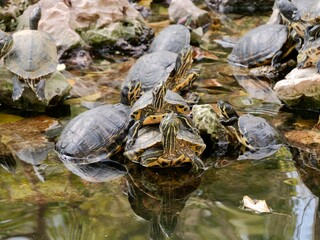 The yellow-bellied slider (Trachemys scripta scripta) is a subspecies of the pond slider, a semiaquatic turtle belonging to the family Emydidae, native to US. Athens, Greece