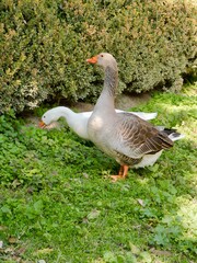 Geese (Anser cygnoides domesticus) in the city park. Greece