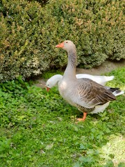 Geese (Anser cygnoides domesticus) in the city park. Greece