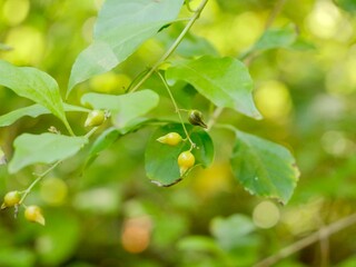 Fototapeta premium Berries of the golden dewdrop, pigeon berry, and skyflower (Duranta erecta). a species of flowering shrub in the verbena family Verbenaceae, native from Mexico to South America. Athens, Greece