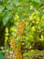 Berries of the golden dewdrop, pigeon berry, and skyflower (Duranta erecta). a species of flowering shrub in the verbena family Verbenaceae, native from Mexico to South America. Athens, Greece
