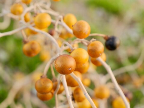 Berries of the silverleaf nightshade (Solanum elaeagnifolium) or silver-leaved nightshade, prairie berry, silverleaf nettle, white horsenettle or silver nightshade, silver-leaf bitter-apple, satansbos