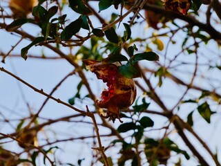 The pomegranate (Punica granatum) fruits were cracked on the tree over the winter, along the Aegean Sea coast, Greece.