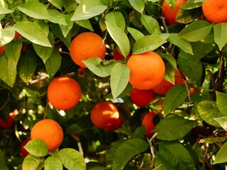 Fruits of bitter orange, sour orange, Seville orange, bigarade orange, or marmalade orange is in a...