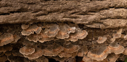 Turkey Tails In The Forest