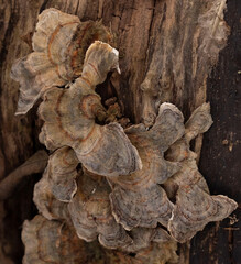 Turkey Tails In The Forest