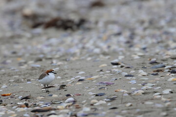 shorebirds
