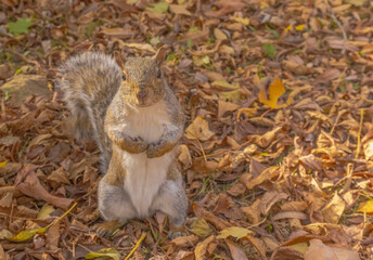 Squirrel In The Autumn