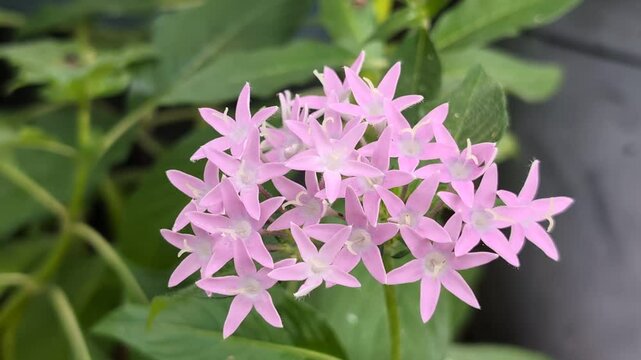 Light pink purple Pentas flowers on a plant in a garden