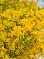 Yellow flowers of the silver wattle (Acacia dealbata), blue wattle or mimosa in the spring. Athens, Greece
