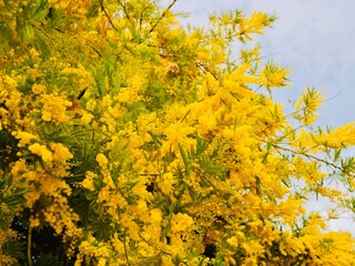 Fototapeta premium Yellow flowers of the silver wattle (Acacia dealbata), blue wattle or mimosa in the spring. Athens, Greece
