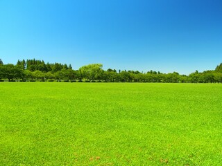 猛暑日の誰もいな真夏の草原と林のあるみさと公園風景