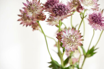 アストランチア