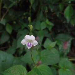 green plants in the garden