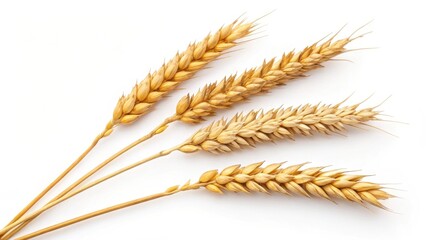 Golden Wheat Stalks on White Background A Close-Up View of Three Ripe Ears of Grain