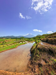View of rice terraces with mountains in the background. Kajoran, Indonesia.