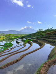 View of rice terraces with mountains in the background. Kajoran, Indonesia.