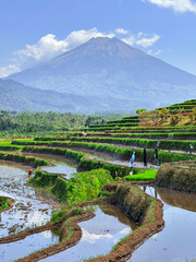 View of rice terraces with mountains in the background. Kajoran, Indonesia.