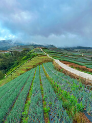 View of vegetable plantations on the slopes of Mount Sumbing with a cloudy blue sky