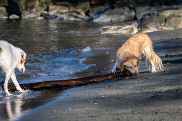 Best friends, two dogs off leash playing fetch with a large stick on the beach on the edge of Puget...