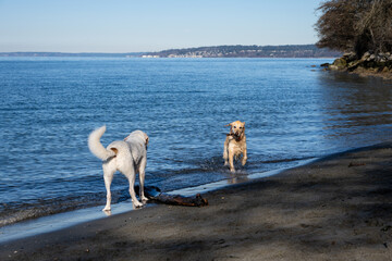 Best friends, two dogs off leash playing fetch with a large stick on the beach on the edge of Puget...
