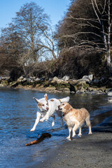 Best friends, two dogs off leash playing fetch with a large stick on the beach on the edge of Puget Sound in Golden Gardens Park on a sunny winter day, Seattle, Washington
