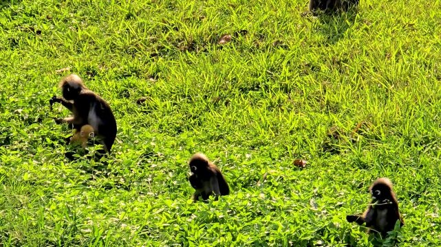 Three lively monkeys frolic across the vibrant grass in Krabi Thailand, showcasing their playful nature amidst a stunning natural backdrop. A wild dusky leaf monkey at Railay beach