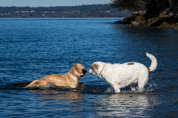 Best friends, two dogs off leash playing fetch with a large stick in Puget Sound’s cold water in...