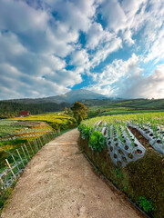View of vegetable plantations on the slopes of Mount Sumbing with a cloudy blue sky
