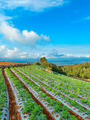 Potato plantation in the mountains with a cloudy blue sky background