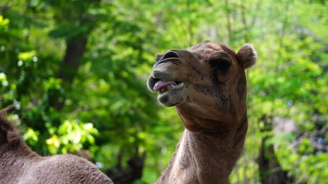A close up view of a camel munching on food provided by a person, showcasing its gentle nature.