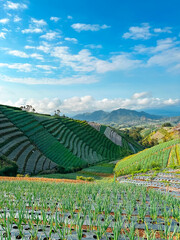 Terraced vegetable plantations on a mountain slope with a backdrop of blue sky and sea of ​​clouds