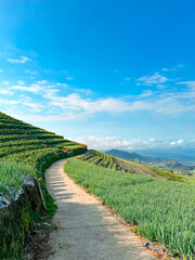 Vegetable garden and footpath on the mountainside with blue sky and sea of ​​clouds in the background