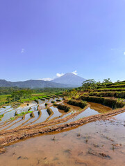 Rice terraces filled with water and a background of mountains and blue sky