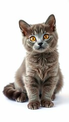 Obraz premium adult olated cat sweet shorthair eyes one orange lifted camera looking front solid paw blue kitten british view sitting ng background white adorable background blue cat contact cute cut-out domestic