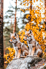 Fototapeta premium Playful Wolf Cubs Amongst Tall Trees.