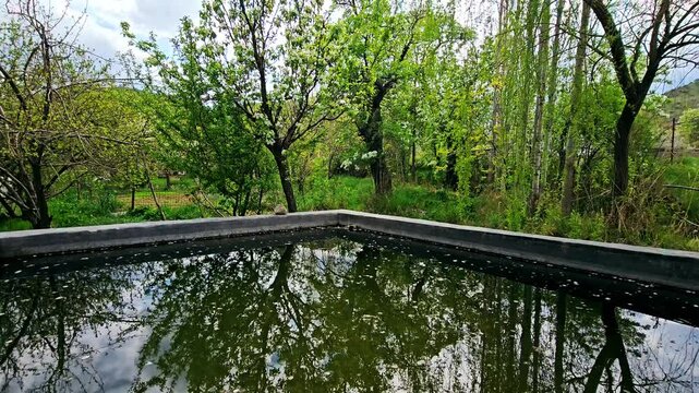 In the stillness of the pond, blossoms whisper secrets to the water, and the pool dreams beneath sunlight&rsquo;s gentle touch.
📍Marivan, Kurdistan 