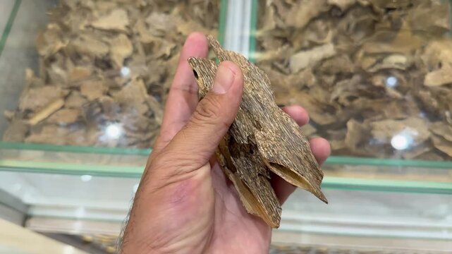  Hand Holding Super Expensive agarwood  $700,000 to $1 million USD per kilogram