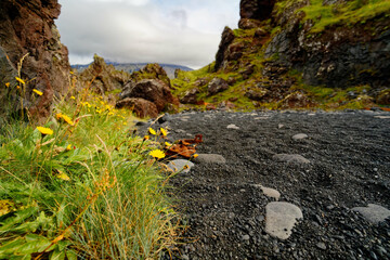 yellow flowers on the rocks