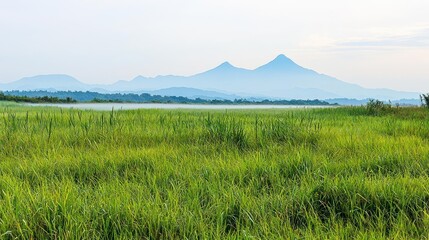 Fototapeta premium Panoramic View Of Lush Green Marshland With Distant Mountains