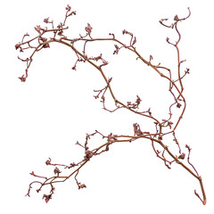 Dried Red Vine Branches, Twigs, Autumnal Botanical, Nature Still Life