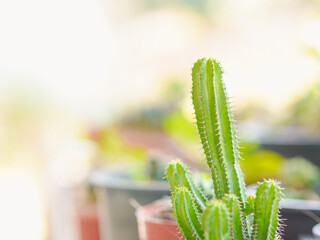 Lifestyle Mental Health Concept. Fresh green cactus in a pot in the backyard. Holiday activities and mental relax, health and relaxation. Environment and trees in the garden, Flower light mornings 