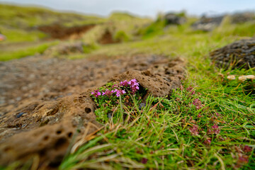purple flowers in the grass