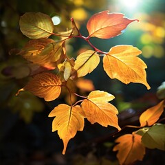 Obraz premium autumn leaves in the sun
