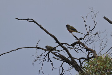 mulga parrot