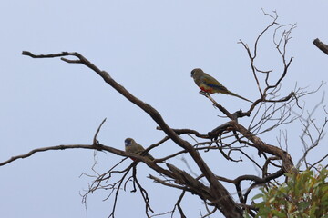 mulga parrot