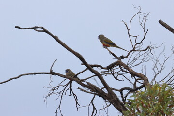 mulga parrot