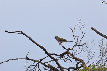 mulga parrot