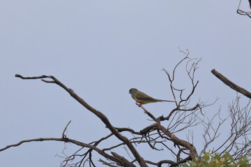 mulga parrot